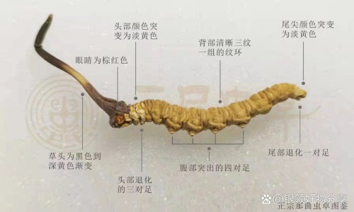 石榴的十大神奇功效有哪些专区_石榴的功效对皮肤好吗专区_石榴的美容功效与作用网