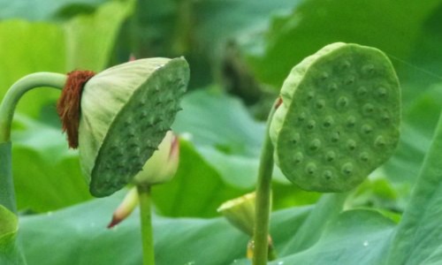 石榴护肤功效和作用-石榴的十大神奇功效有哪些专区_石榴的功效对皮肤好吗专区_石榴的美容功效与作用网